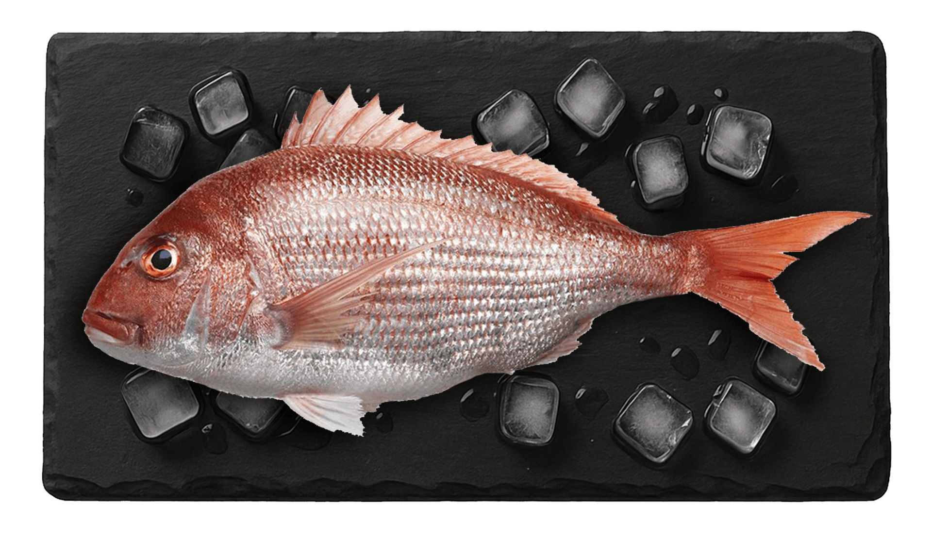 Pink Sea Bream